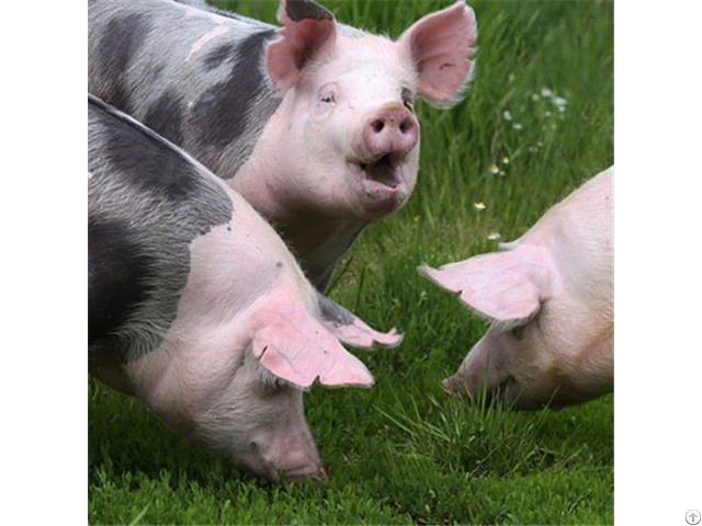 Xylanase Feed Enzyme