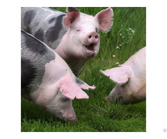 Xylanase Feed Enzyme