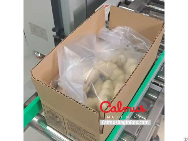 Bag In Box Line For Bulk Packaging Of Bread Rolls