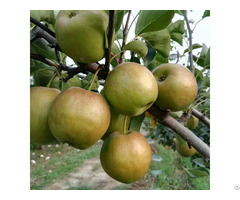 Chinese Yulu Pear