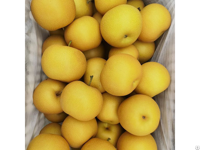Snow Pear Exporter China