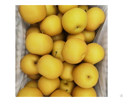 Snow Pear Exporter China