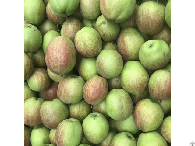 Kuerle Fragrant Pear