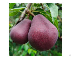 Beer Pear Supplier