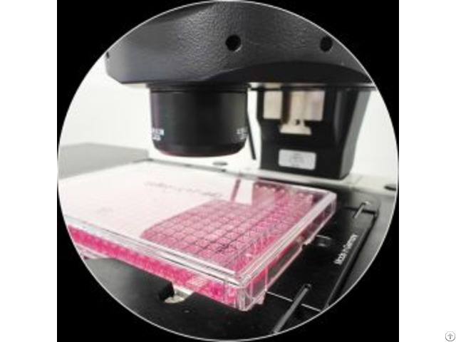 Peptide Library Screening