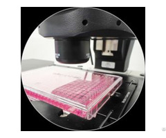 Peptide Library Screening