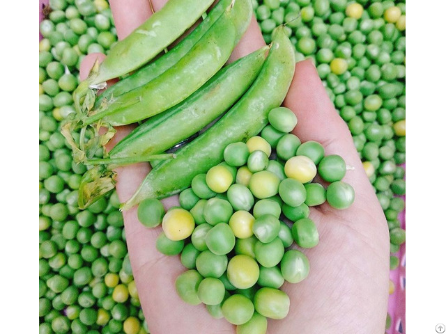 Packed Green Peas