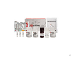 Protein Analysis Kit