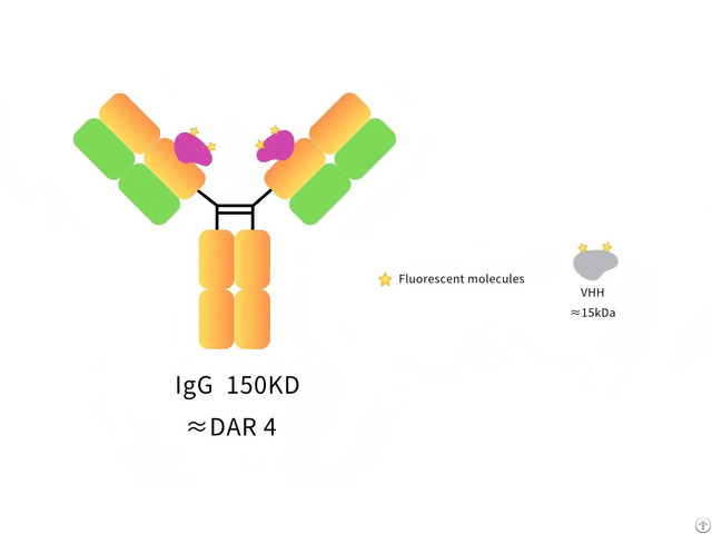 Anti Human Igg Ch1 Fragment Specific Alpsdabs® Vhh Ifluor647 ×4