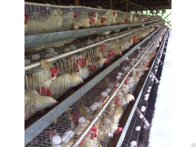 Design Layer Chicken Cages For Poultry Farm With Water Treatment System