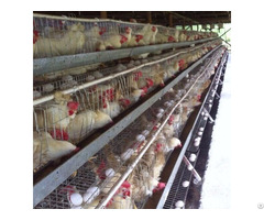 Meat Broiler Battery Chicken Cage For Sale