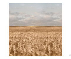 Oat Beta Glucan Manufacturer