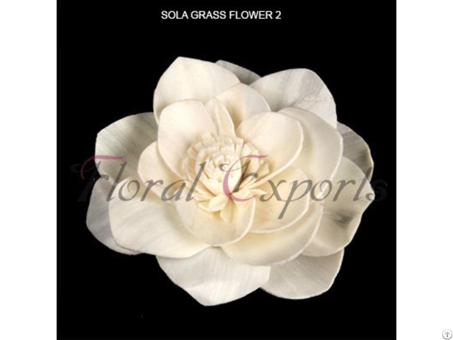 Sola Flowers