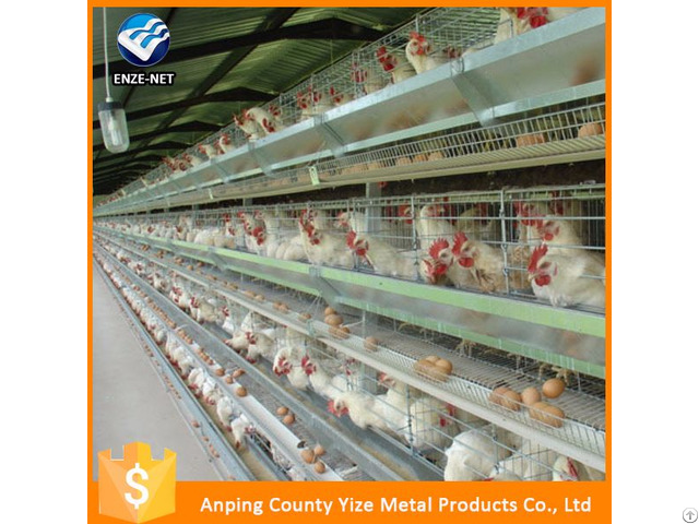 Battery Cages Laying Hens Poultry Africa