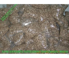 Moringa Seed Exporters