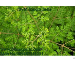 Moringa Leaves Exporters