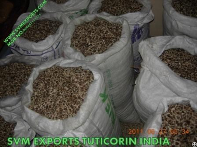 Pure Moringa Seed Exporters