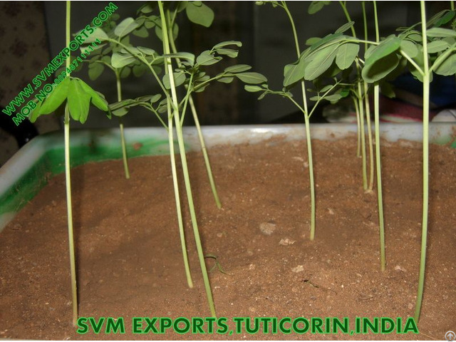 Best Price Moringa Tea Cut Leaf Suppliers