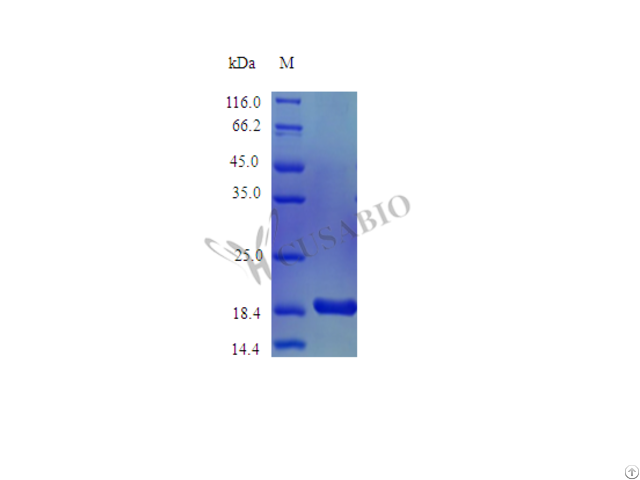 Recombinant Rhesus Macaque Interleukin 1 Alpha Protein Il1a