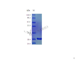 Recombinant Rhesus Macaque Interleukin 1 Alpha Protein Il1a