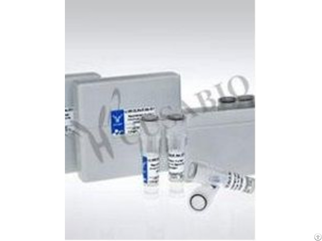 Recombinant Human Atf6