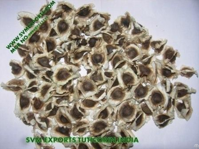 100 Percent Natural Moringa Seed Suppliers