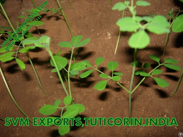 100 Percent Natural Moringa Tea Cut Leaf Suppliers