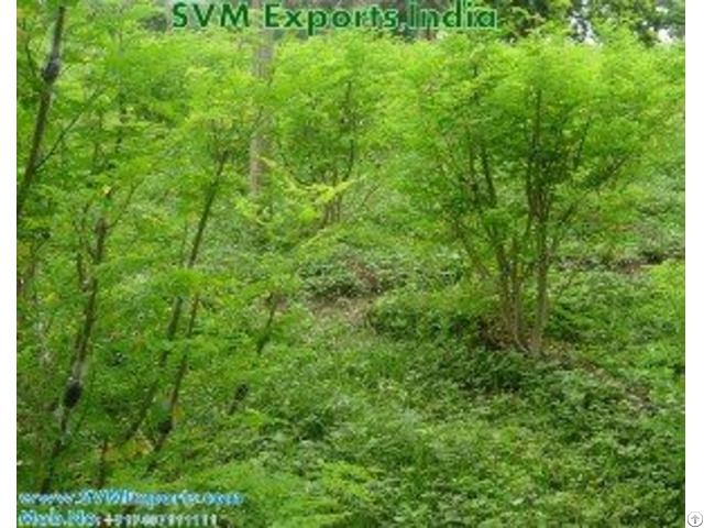 Natural Moringa Leaves Suppliers