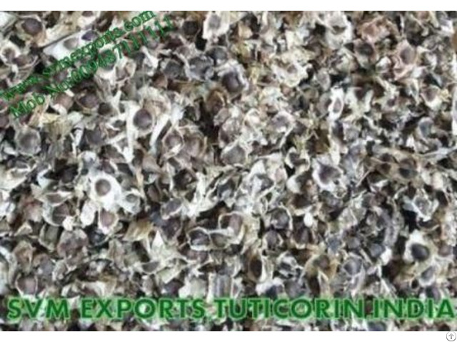 Pure Herbal Moringa Seed Suppliers