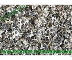 Pure Herbal Moringa Seed Suppliers