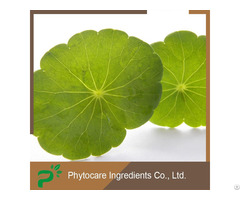 Centella Asiatica Extract Gotu Kola