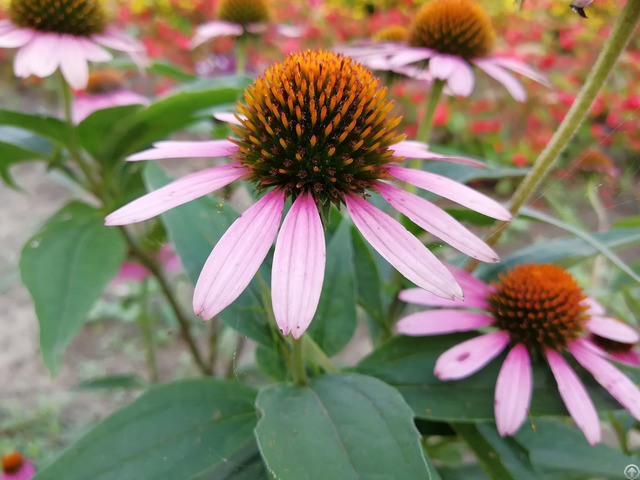 Anti Microbial Virus Immune System Echinacea Pururea Extract