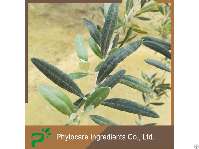 Anti Bacterial Olive Leaf Extract Oleuropein