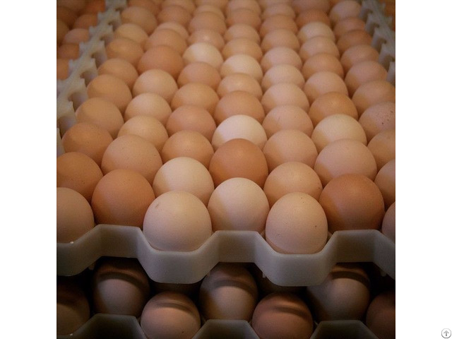 White And Brown Chicken Eggs