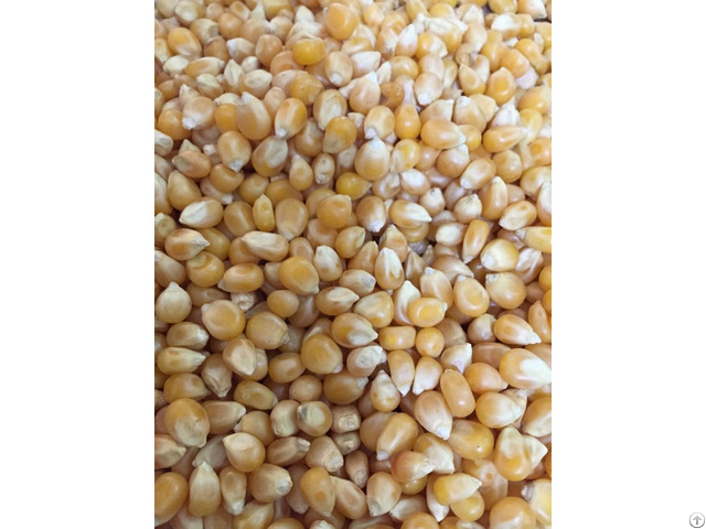 Yellow Corn Barley Wheat Feed Grade