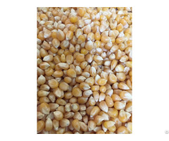 Yellow Corn Barley Wheat Feed Grade