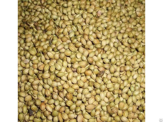 Coriander Seeds