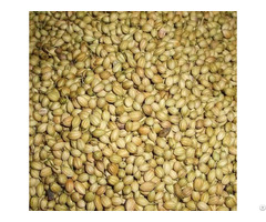 Coriander Seeds