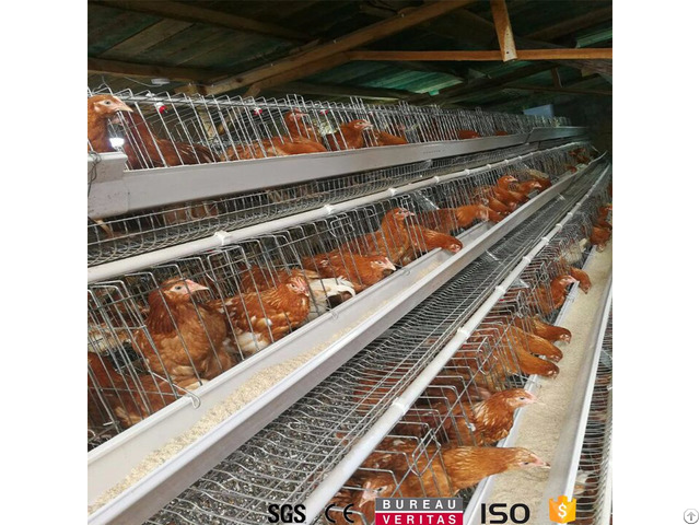 Uganda Nigeria Poultry Farm Chicken Cage