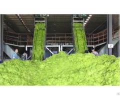 Green Seaweed Powder Agro Grade