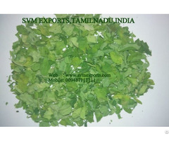 Global Brand Moringa Dry Leaves Exporters