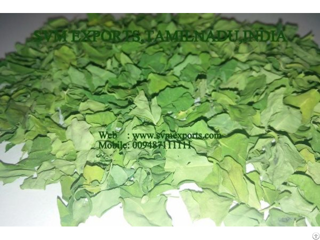 Natural Moringa Dry Leaf Exporters India