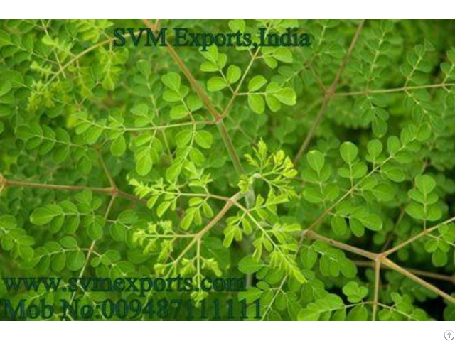 Best Quality Moringa Tea Cut Leaf Exporters India