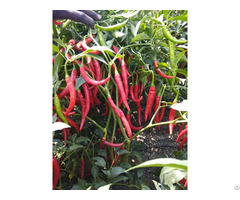 Fresh Red Chillies