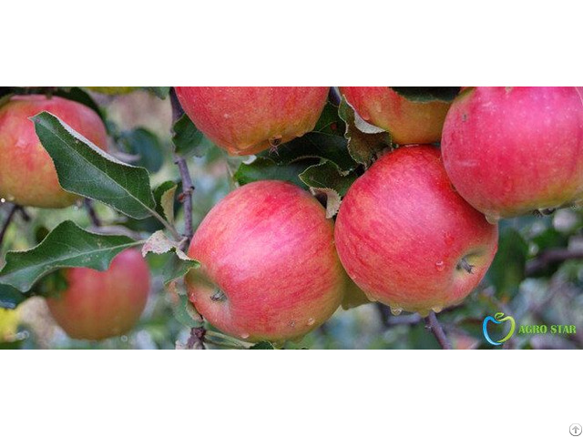 Jonagold Apples