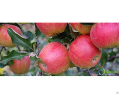 Jonagold Apples