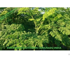 Top Supplier Of Moringa Leaves