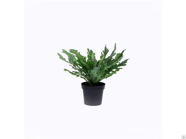 Artificial Asplenium Nidus