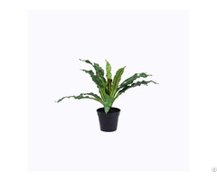 Artificial Bird S Nest Fern