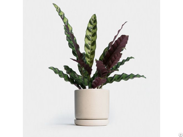 Artificial Calathea Lancifolia